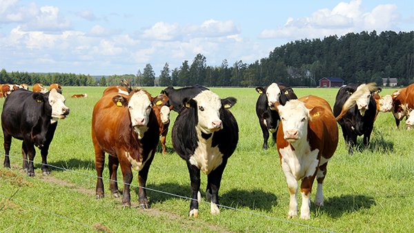 Nautoja kesäisellä laitumella